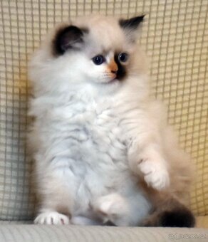 RAGDOLL koťátka: - 2