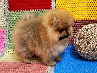 Holčička pomeranian s pp - 2