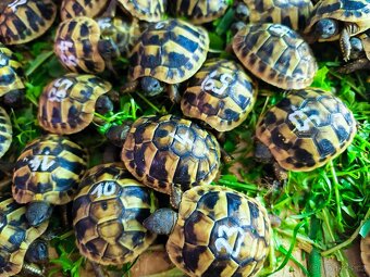 Želva suchozemská - zelenavá, vroubená - 2