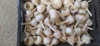 Česnek - 2