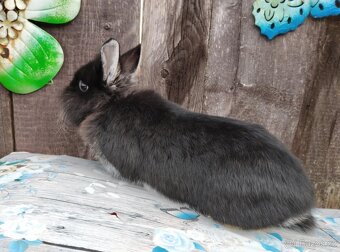 Zakrslý králíček bez PP sameček Flop - 2