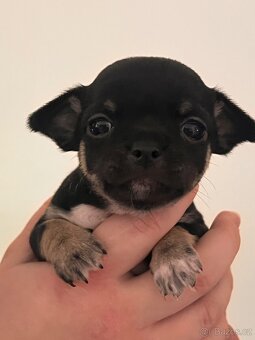 Čivava krátkosrstá - 2