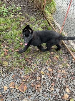 Německý ovčák - štěňata - 2