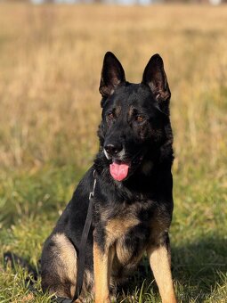 Německý ovčák 4 roky starý pes s PP - 2