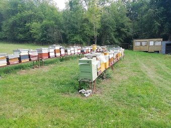 Prodám včelstva + úly + stanoviště Karlovarsko - 2