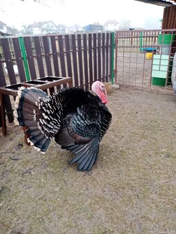 Krocan krůty česká - 2