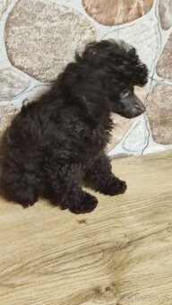 Pudl trpasličí černý a hnědý s P.P. - 2