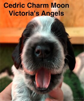 Anglický kokršpaněl s PP - 2