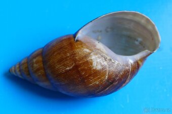 Achatina balteata balteata - 2