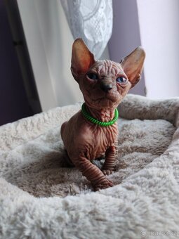 Sphynx - 2