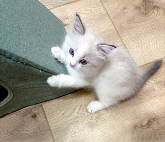 Ragdoll kocourek - 2