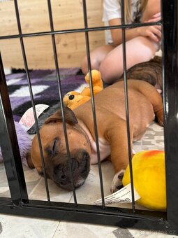 Americký stafordšírský teriér s PP - 2