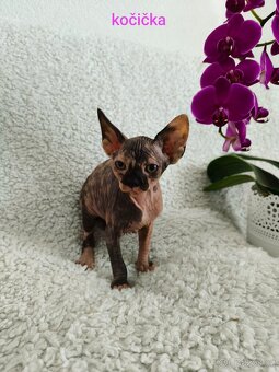 Sphynx koťátka - 2