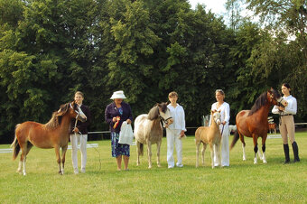 WMP roční klisna - 2