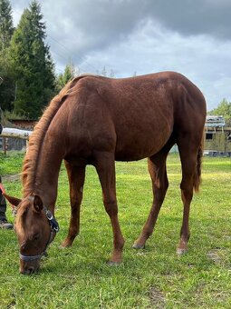 QH hřebeček - ranch linie - 2