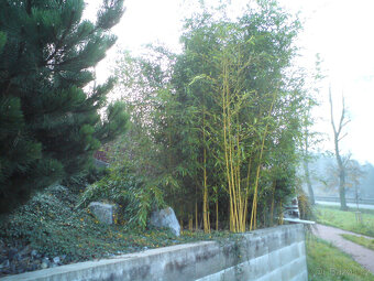 BAMBUSY - odkopky několika kultivarů- - - viz text a fota - 2