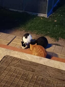 Koťata do dobrých rukou - 2