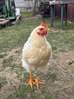 Darujeme kohoutka - 2