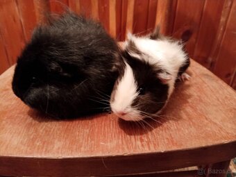 Prodám morčata - 2