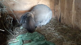 Králíci na chov - 2