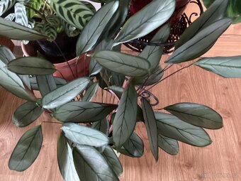 Pokojové kvetiny - 2