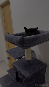 Kočka s výbavou - 2