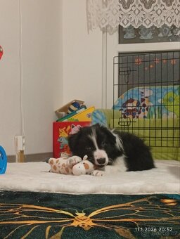 Border kolie štěně - 2