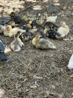 Kachny pižmovky - 2