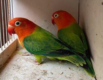 Agapornis Fischeri - 2