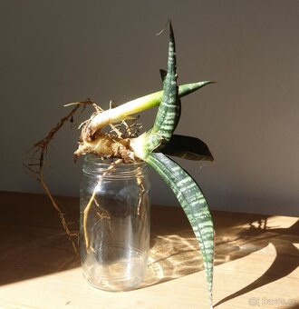Tchynin jazyk, Sansevieria - 2