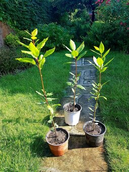 Vavřín, bobkový list, Laurus nobilis - 2