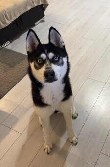 Sibiřský husky - 2