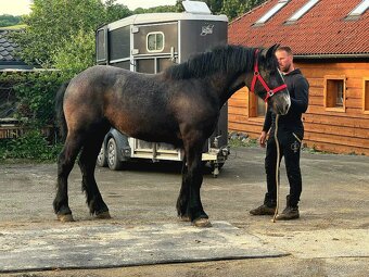Percheron kobylka - 2
