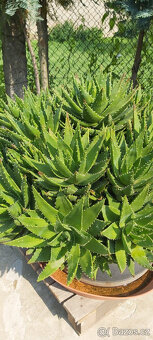 kaktus aloe - průměr rostliny 110 cm - 2