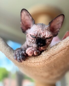 Kanadský Sphynx - 2