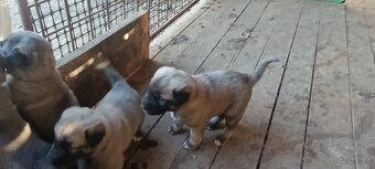 Turecký kangal - 2