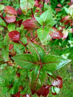 Fuchsie, fuchsie keřová, keře, trvalky, balkonové rostliny - 2