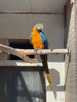 ara ararauna - 2