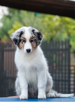 Australský ovčák s PP - 2