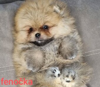Pomeranian mini - 2