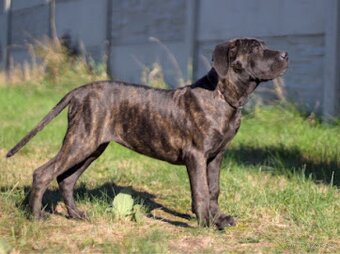 Cane Corso s PP - 2