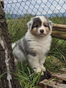 Australský ovčák Blue Merle s krátkým ocáskem PP FCI - 2