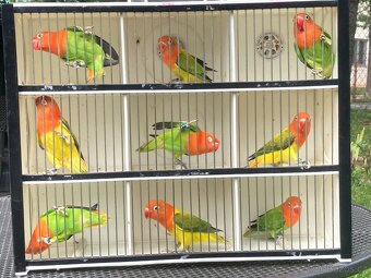 agapornis fischeri - 2