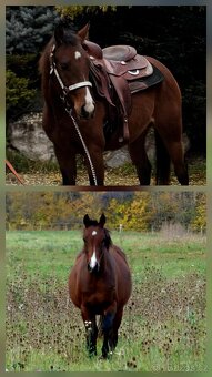 2,5 ročná AQH kobylka - 2