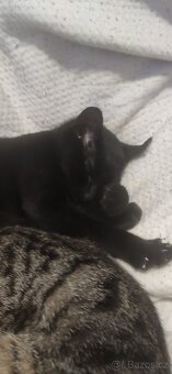 Darujeme koťátka - 2