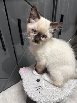 Ragdoll - 2