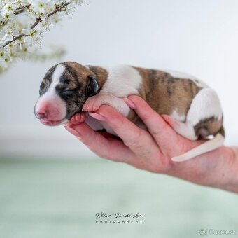Whippet/vipet štěňátka s PP - 2