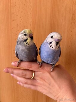Prodám mladé andulky po vylétnutí z budky - 2