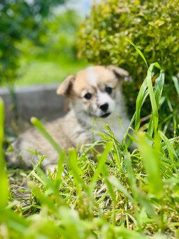 Welsh corgi pembroke s PP (FCI) - 2