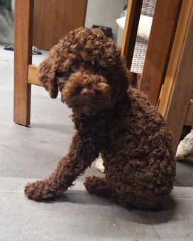 Lagotto romagnolo s PP (italský vodní pes) - 2